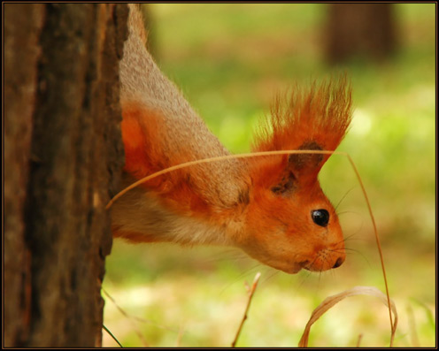 Curious Squirrel