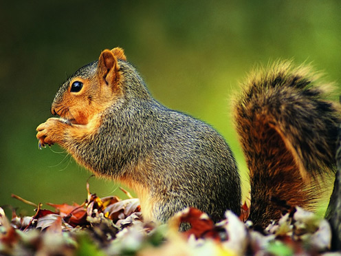 Eating Squirrel