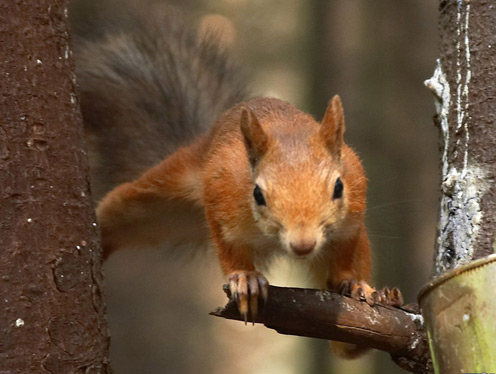 Flying Funny Squirrel