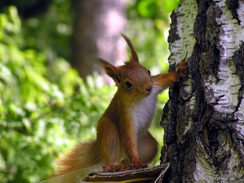 Horny Squirrel