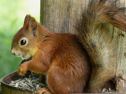 Little Cute Squirrel