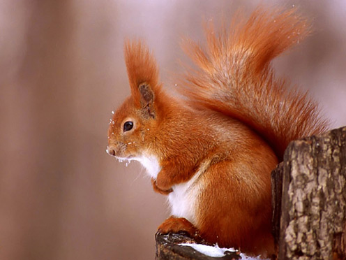 Red Squirrel