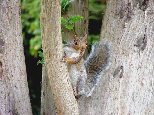 Vertical Squirrel