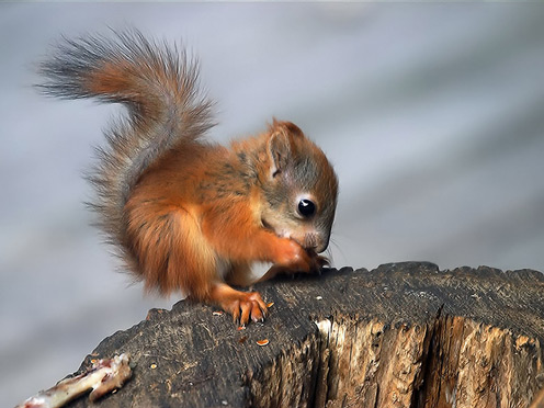 Very Cute Little Squirrel
