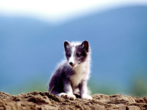 Black And White Wolf Pup. Description: Black and white,