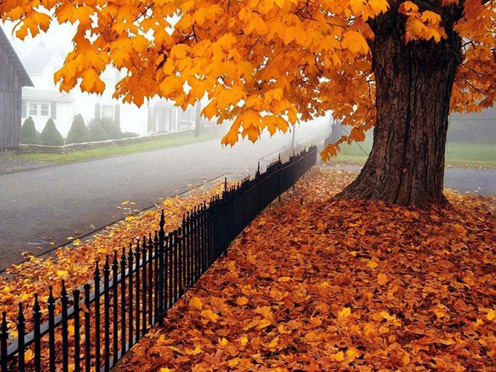 Nice Picture of Autumn