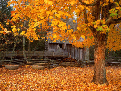 Beautiful Autumn Picture