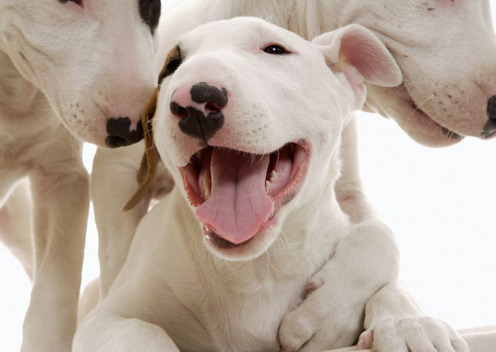 Bull Terrier Puppies on Bull Terrier   Perfect Pet Or Killer    Cute Pictures   Video