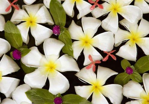 Frangipani Flowers in Water, Thailand