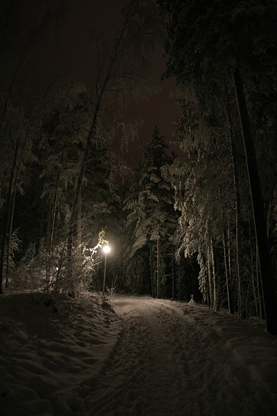 Snow-Covered Road in the Forest at Night