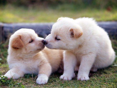 husky puppies kissing