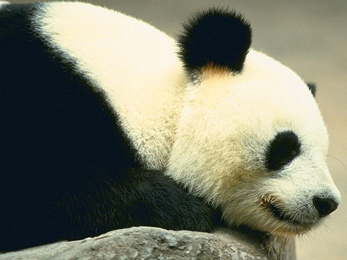 Cute Pictures Of Pandas Part 1 Cute Pictures Videos Geniusbeauty