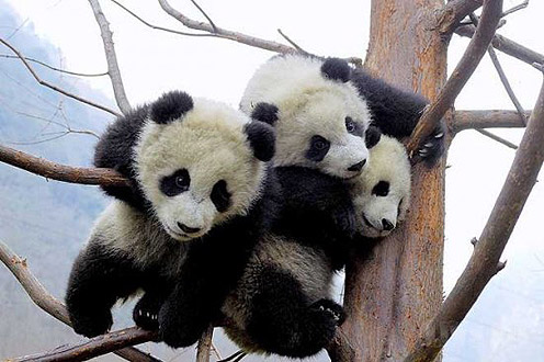 Three Pandas on the Tree