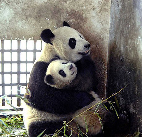 Panda Mom with Panda Son