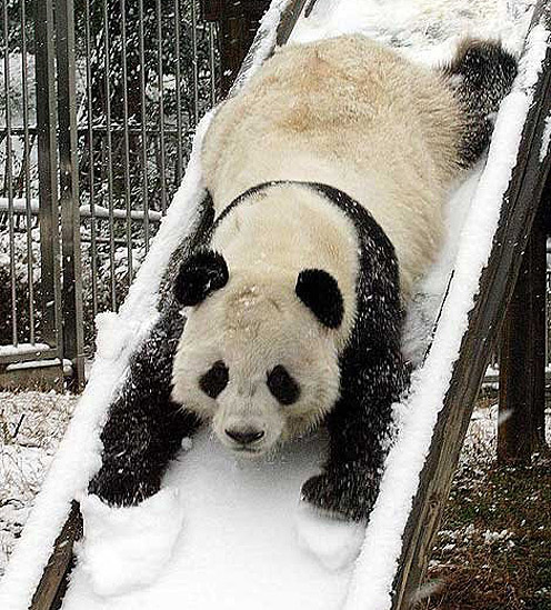 Panda in Winter