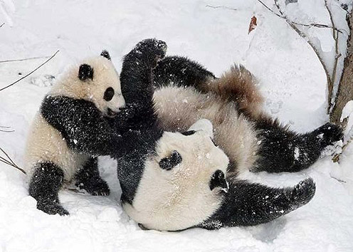 Pandas Playing in Winter