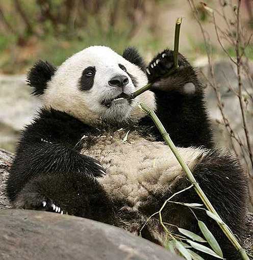Panda - Bamboo Lover