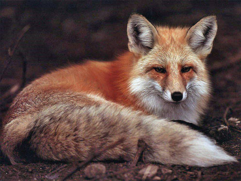 Beautiful Photos of Foxes | Cute Pictures & Videos - Geniusbeauty