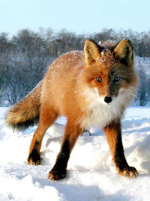 Beautiful Photos of Foxes | Cute Pictures & Videos - Geniusbeauty