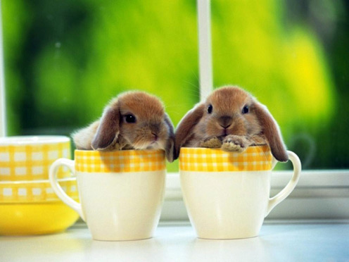 2 Cute Lop-eared Rabbits