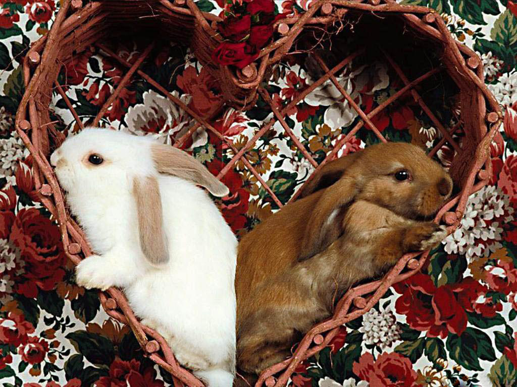 Heart-shaped Lop-eared Rabbits