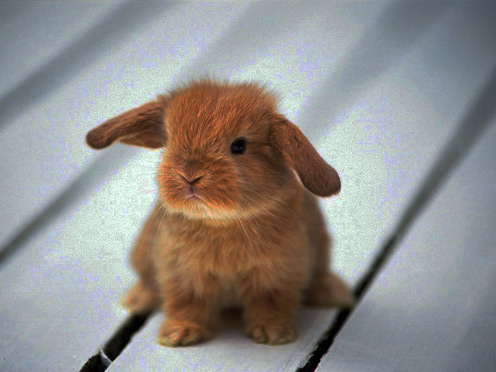 Tiny Lop-eared Rabbit