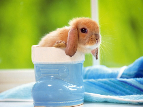 Rabbit In Cup
