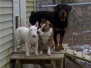 Bully Merra and Her Friends :)