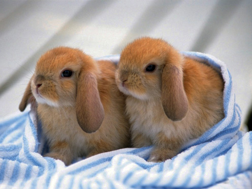 2 Little Rabbits