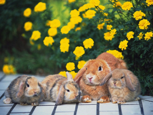 Rabbits and Flowers