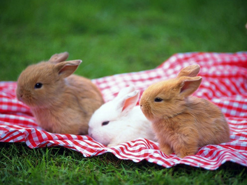 Picknic Rabbits