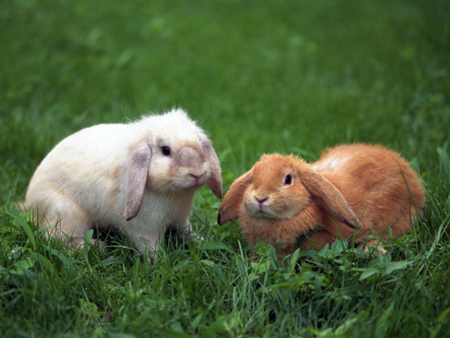 2 Rabbits on Grass