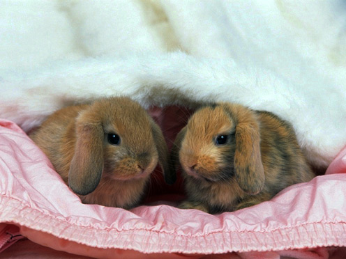 Cute Lop-Eared Rabbits