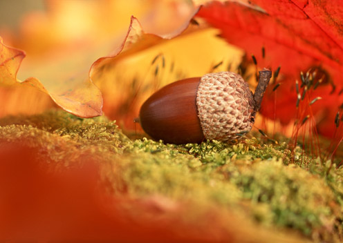 Awesome Autumn Pictures