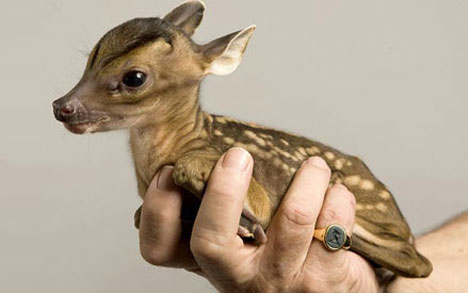cute-deer-rupert.jpg