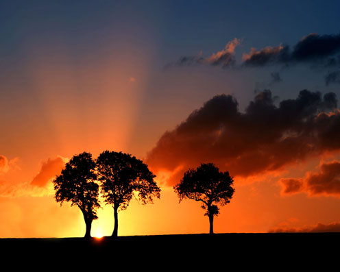 Sunset Trees