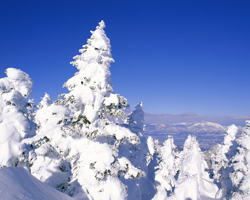 Snow-Covered Trees