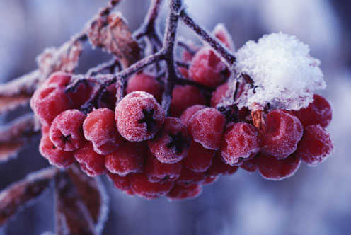 Snow-Covered Landscapes