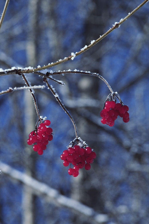 Snow-Covered Berries