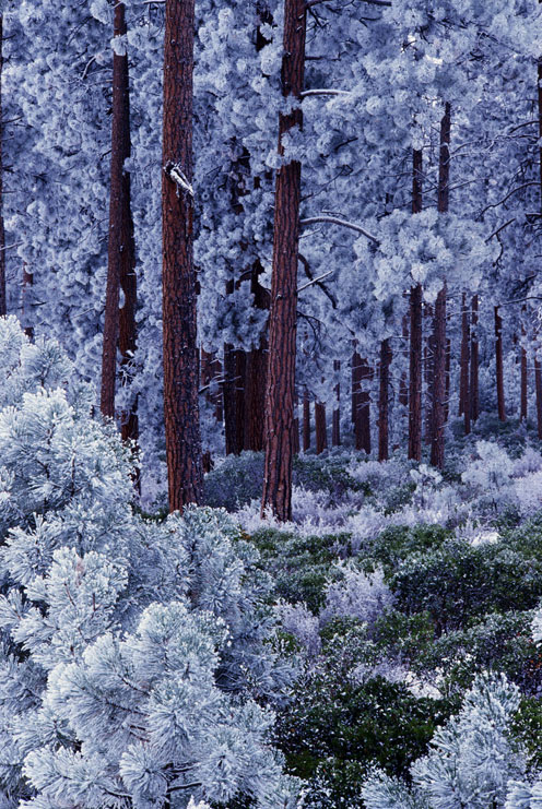 Snow-Covered Trees