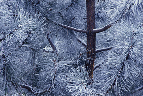 Snow-Covered Trees