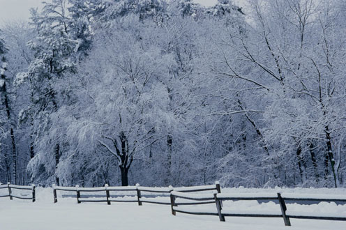 Snow-Covered Trees