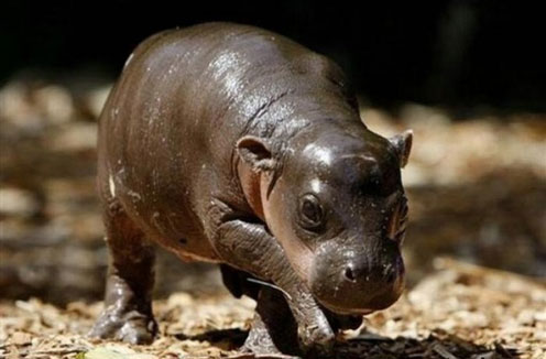 cute baby hippos