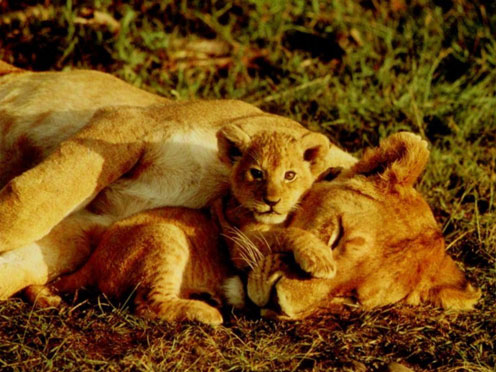 Lion Mom and Lion Son