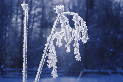 Snow-Covered Twig
