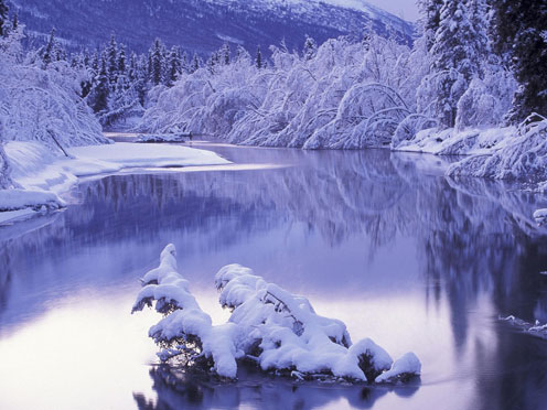 Snow-Covered Trees