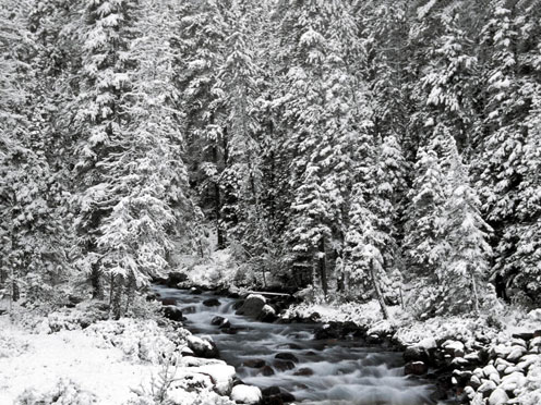 Snow-Covered Forest