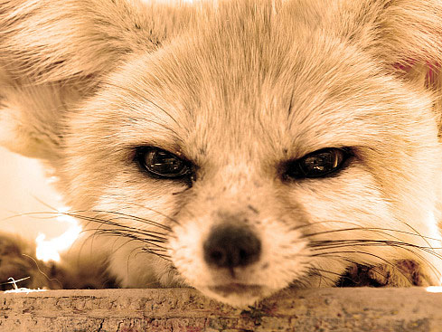 Cute Fennec Fox Pictures | Cute Pictures & Videos - Geniusbeauty