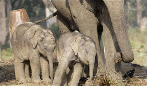 cute pics of elephants