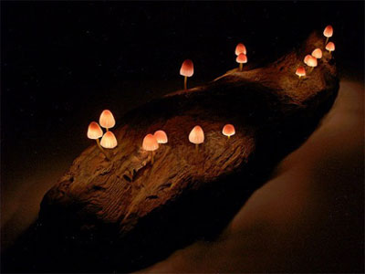 Philips Golite on Mushroom Lights Bring Nature To Your Home   Gadgets   Geniusbeauty Com